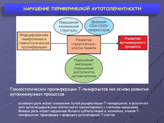 НАРУШЕНИЕ ПЕРИФЕРИЧЕСКОЙ АУТОТОЛЕРАНТНОСТИ Гомеостатическая пролиферация Т-лимфоцитов как основа развития аутоимммунных процессов