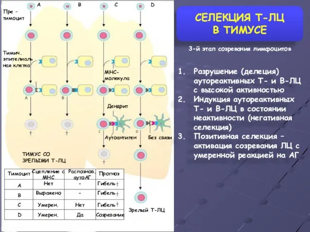 СЕЛЕКЦИЯ Т-ЛЦ В ТИМУСЕ Пре – тимоцит Тимич. эпителиальная клетка MHC-молекула