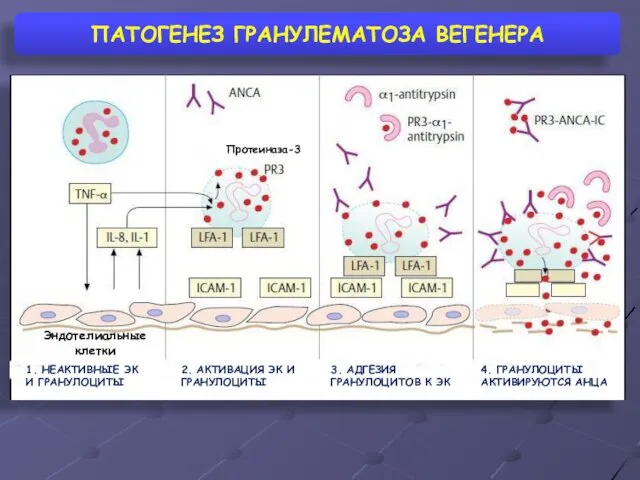 ПАТОГЕНЕЗ ГРАНУЛЕМАТОЗА ВЕГЕНЕРА 1. НЕАКТИВНЫЕ ЭК И ГРАНУЛОЦИТЫ Эндотелиальные клетки 2.