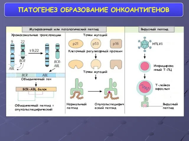 ПАТОГЕНЕЗ ОБРАЗОВАНИЕ ОНКОАНТИГЕНОВ Хромосомальные транслокации Точки мутаций Объединенный ген Объединенный пептид