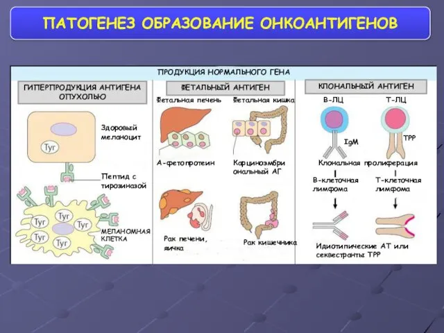 ПАТОГЕНЕЗ ОБРАЗОВАНИЕ ОНКОАНТИГЕНОВ ПРОДУКЦИЯ НОРМАЛЬНОГО ГЕНА ГИПЕРПРОДУКЦИЯ АНТИГЕНА ОПУХОЛЬЮ Здоровый меланоцит