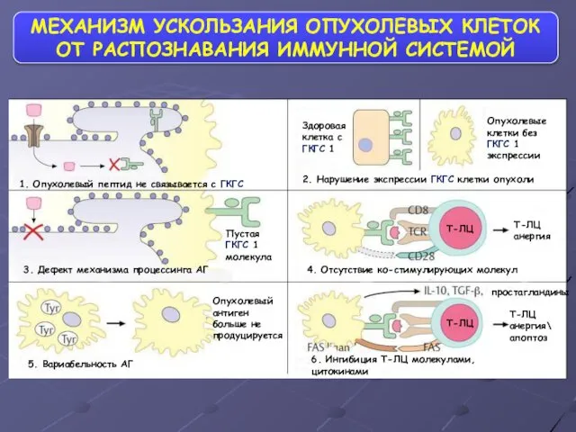 МЕХАНИЗМ УСКОЛЬЗАНИЯ ОПУХОЛЕВЫХ КЛЕТОК ОТ РАСПОЗНАВАНИЯ ИММУННОЙ СИСТЕМОЙ Гибридный клон 1.