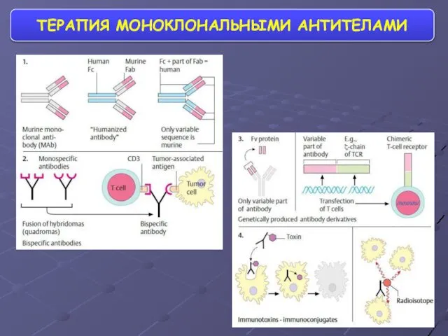 ТЕРАПИЯ МОНОКЛОНАЛЬНЫМИ АНТИТЕЛАМИ