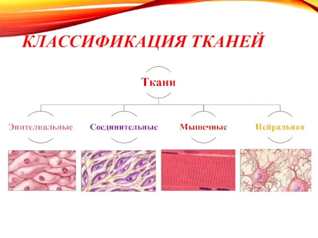 КЛАССИФИКАЦИЯ ТКАНЕЙ