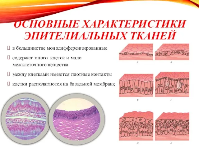 ОСНОВНЫЕ ХАРАКТЕРИСТИКИ ЭПИТЕЛИАЛЬНЫХ ТКАНЕЙ в большинстве монодифференцированные содержат много клеток и