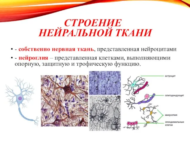 СТРОЕНИЕ НЕЙРАЛЬНОЙ ТКАНИ - собственно нервная ткань, представленная нейроцитами - нейроглия