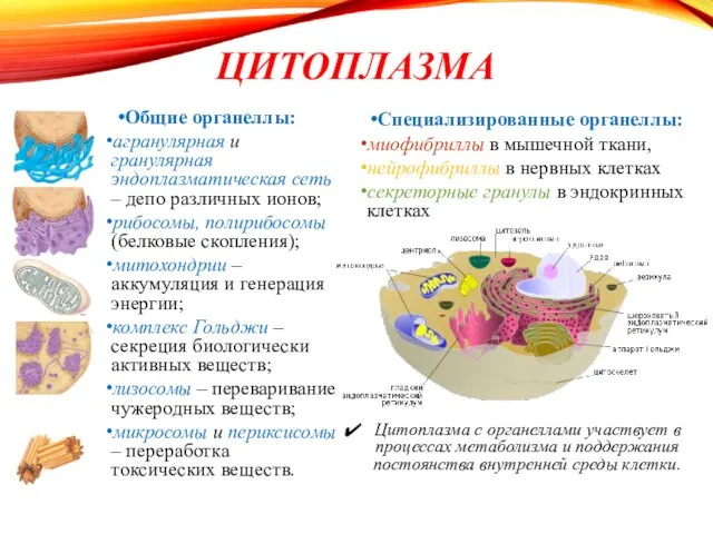 ЦИТОПЛАЗМА Общие органеллы: агранулярная и гранулярная эндоплазматическая сеть – депо различных