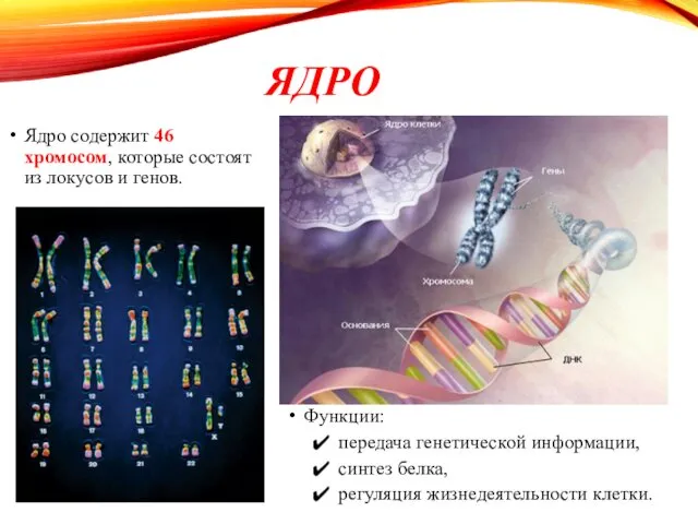 ЯДРО Ядро содержит 46 хромосом, которые состоят из локусов и генов.
