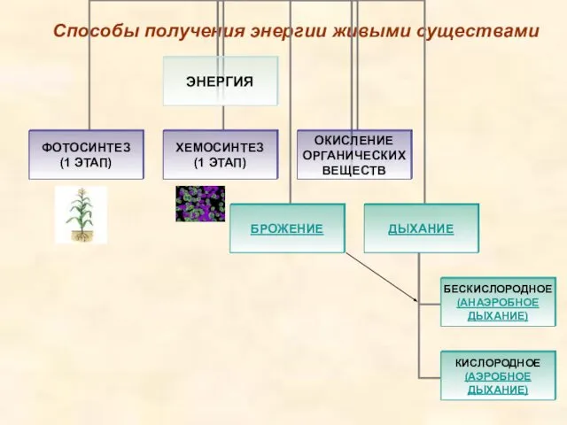 Способы получения энергии живыми существами