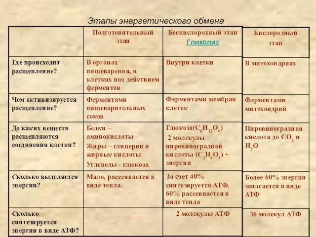 Этапы энергетического обмена