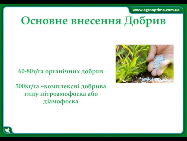 Основне внесення Добрив 60-80т/га органічних добрив 500кг/га –комплексні добрива типу нітроамофоска або діамофоска