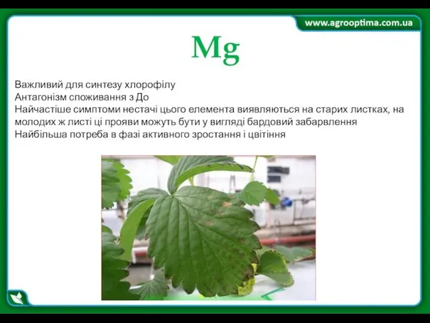 Mg Важливий для синтезу хлорофілу Антагонізм споживання з До Найчастіше симптоми