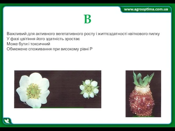 B Важливий для активного вегетативного росту і життєздатності квіткового пилку У