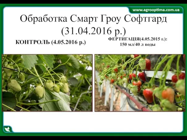 Обработка Смарт Гроу Софтгард (31.04.2016 р.) КОНТРОЛЬ (4.05.2016 р.) ФЕРТИГАЦІЯ(4.05.2015 г.): 150 мл/40 л воды