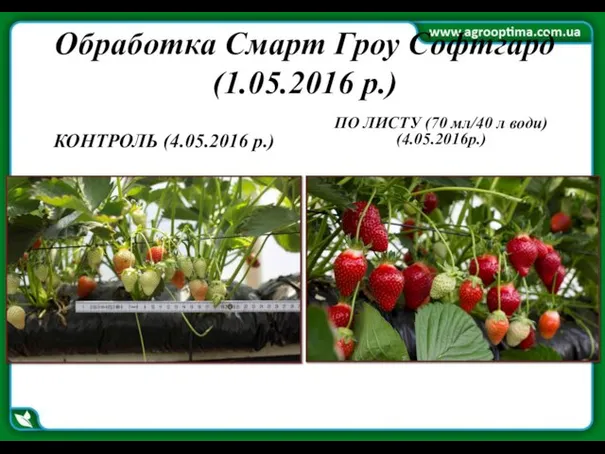 Обработка Смарт Гроу Софтгард (1.05.2016 р.) КОНТРОЛЬ (4.05.2016 р.) ПО ЛИСТУ (70 мл/40 л води) (4.05.2016р.)