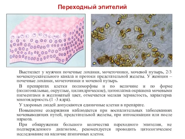 Выстилает у мужчин почечные лоханки, мочеточники, мочевой пузырь, 2/3 мочеиспускательного канала