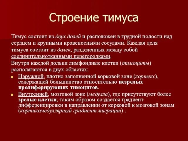 Строение тимуса Тимус состоит из двух долей и расположен в грудной