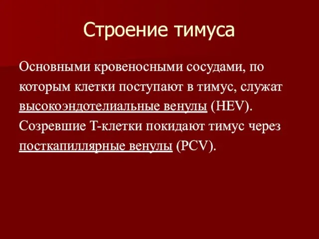 Строение тимуса Основными кровеносными сосудами, по которым клетки поступают в тимус,