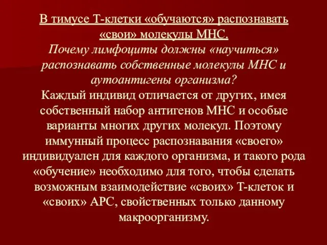 В тимусе Т-клетки «обучаются» распознавать «свои» молекулы МНС. Почему лимфоциты должны