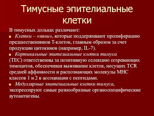 Тимусные эпителиальные клетки В тимусных дольках различают: Клетки – «няни», которые