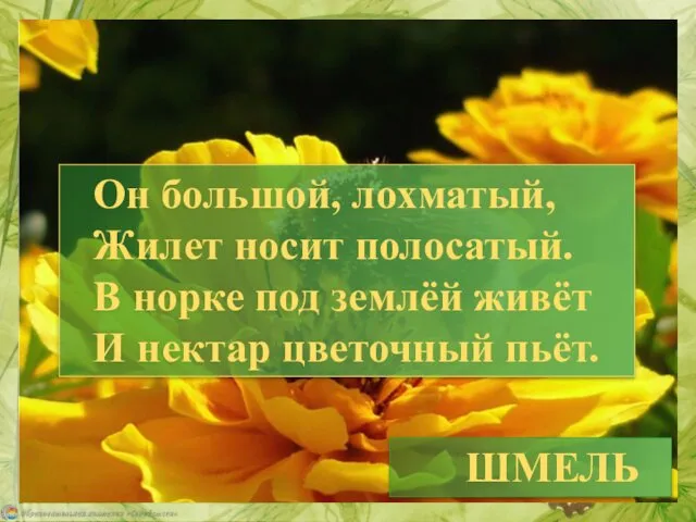 ШМЕЛЬ Он большой, лохматый, Жилет носит полосатый. В норке под землёй живёт И нектар цветочный пьёт.