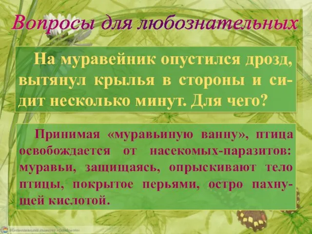 На муравейник опустился дрозд, вытянул крылья в стороны и си-дит несколько