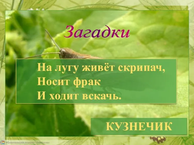 На лугу живёт скрипач, Носит фрак И ходит вскачь. Загадки КУЗНЕЧИК