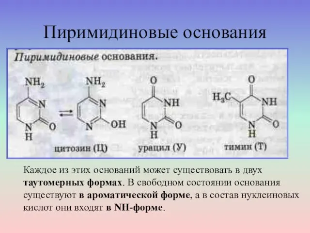 Пиримидиновые основания Каждое из этих оснований может существовать в двух таутомерных