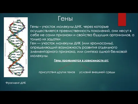 Гены Фрагмент ДНК Гены – участок молекулы ДНК, через которые осуществляется