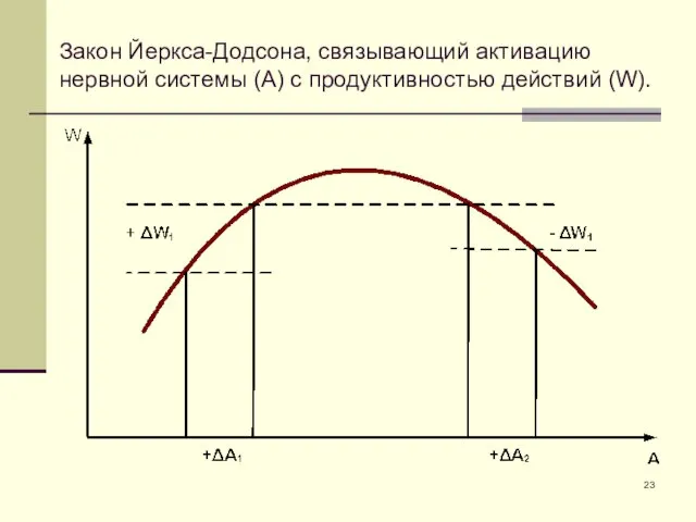 Закон Йеркса-Додсона, связывающий активацию нервной системы (А) с продуктивностью действий (W).