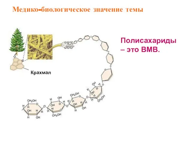 Полисахариды – это ВМВ. Крахмал Медико-биологическое значение темы