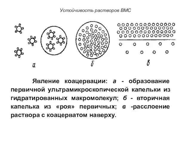 Устойчивость растворов ВМС Явление коацервации: а - образование первичной ультрамикроскопической капельки