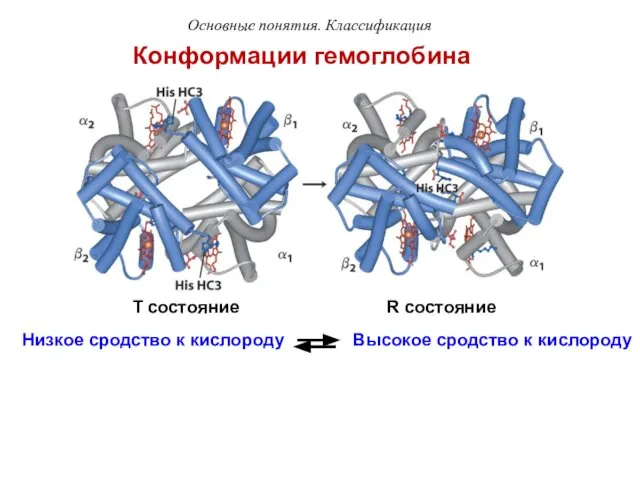 Низкое сродство к кислороду Высокое сродство к кислороду Конформации гемоглобина Основные