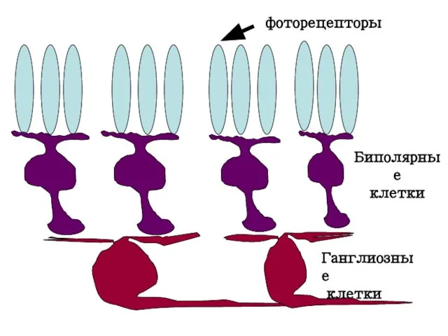 фоторецепторы Биполярные клетки Ганглиозные клетки
