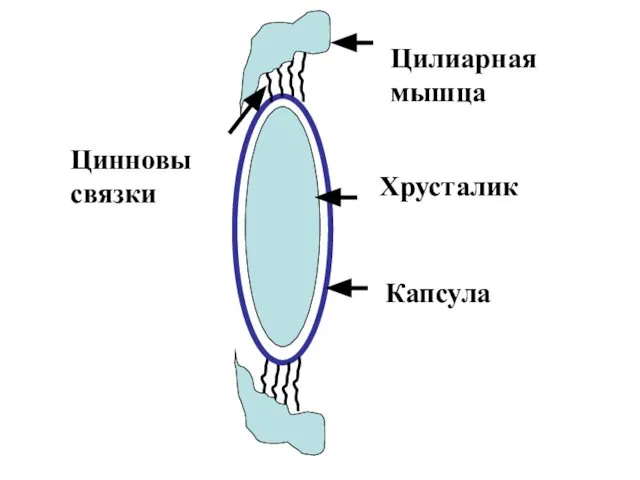 Цилиарная мышца Цинновы связки Хрусталик Капсула