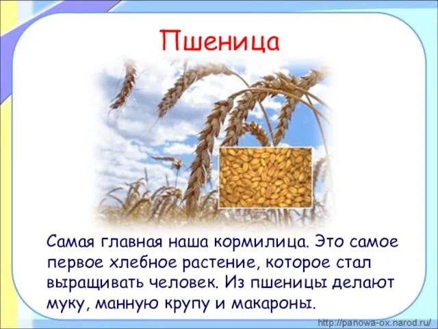 Пшеница Самая главная наша кормилица. Это самое первое хлебное растение, которое