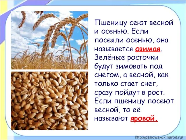 Пшеницу сеют весной и осенью. Если посеяли осенью, она называется озимая.