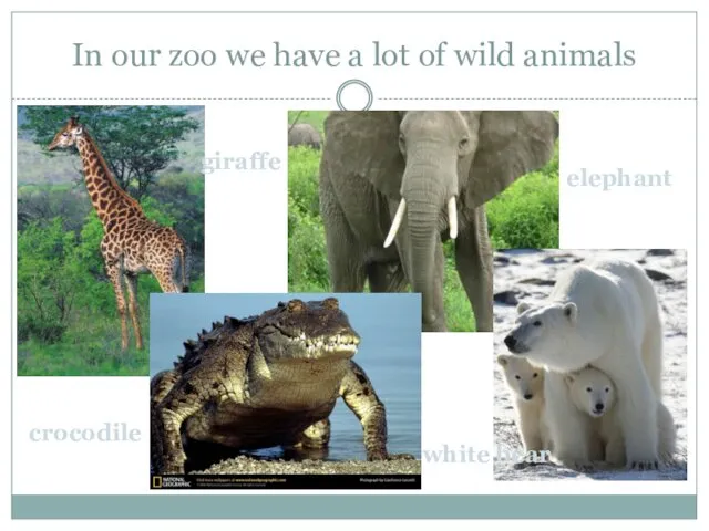 In our zoo we have a lot of wild animals giraffe elephant crocodile white bear