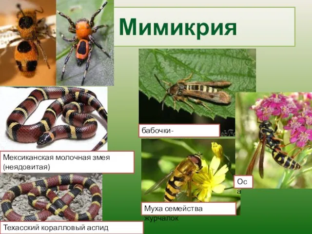 Мимикрия бабочки-стеклянницы Муха семейства журчалок Оса Мексиканская молочная змея (неядовитая) Техасский коралловый аспид (ядовитый)