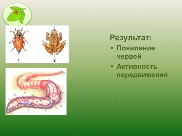 Результат: Появление червей Активность передвижения