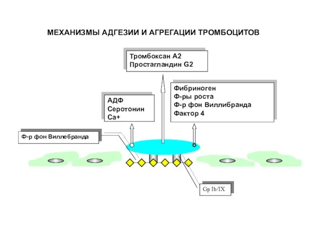 МЕХАНИЗМЫ АДГЕЗИИ И АГРЕГАЦИИ ТРОМБОЦИТОВ Тромбоксан А2 Простагландин G2 АДФ Серотонин