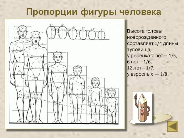 Высота головы новорожденного составляет 1/4 длины туловища, у ребенка 2 лет—