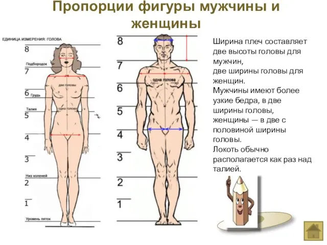 Ширина плеч составляет две высоты головы для мужчин, две ширины головы
