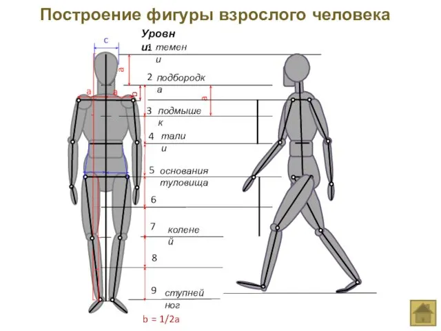 a a a Построение фигуры взрослого человека основания туловища коленей Уровни: