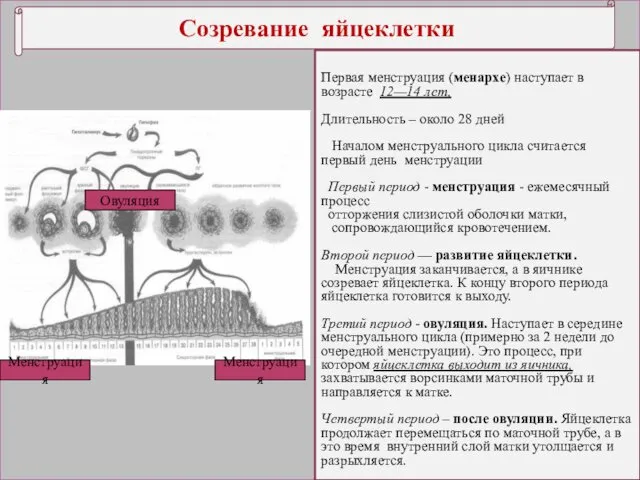 Созревание яйцеклетки Первая менструация (менархе) наступает в возрасте 12—14 лет, Длительность