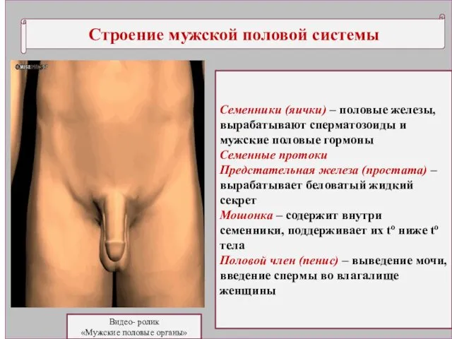 Строение мужской половой системы Видео- ролик «Мужские половые органы» Семенники (яички)