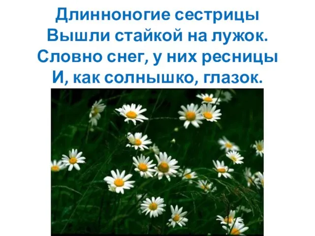 Длинноногие сестрицы Вышли стайкой на лужок. Словно снег, у них ресницы И, как солнышко, глазок.