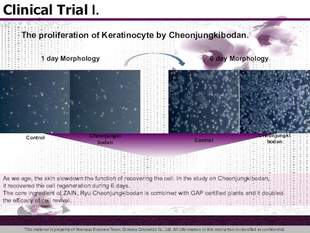 1 day Morphology 6 day Morphology The proliferation of Keratinocyte by