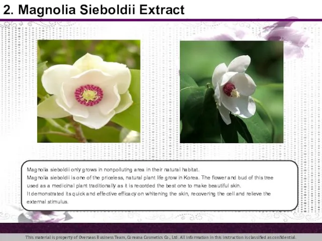 Magnolia sieboldii only grows in nonpolluting area in their natural habitat.