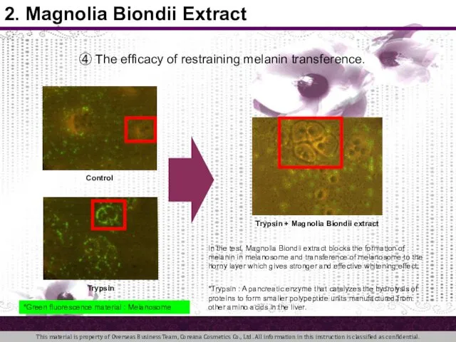 Control Trypsin Trypsin + Magnolia Biondii extract In the test, Magnolia